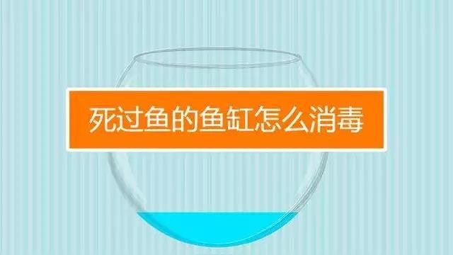 龍魚死亡后如何清理魚缸？