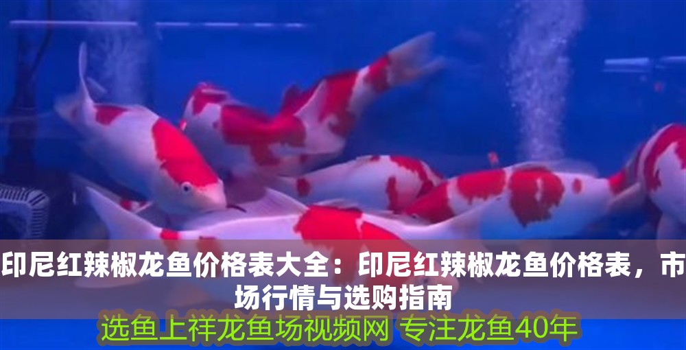 印尼紅辣椒龍魚價格表大全：印尼紅辣椒龍魚價格表，市場行情與選購指南