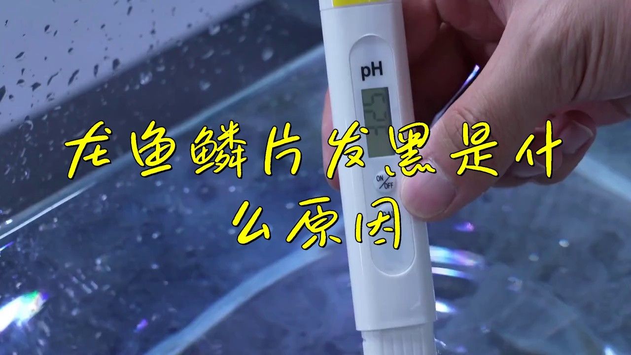 如何判斷龍魚鱗片發黑是哪種原因？ 如何判斷龍魚鱗片發黑是哪種原因？ 龍魚百科 第1張