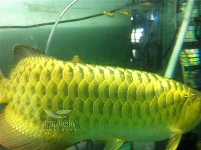 金龍魚一頓吃幾條魚（金龍魚一頓吃幾條魚這個問題可能因個體差異和飼養(yǎng)環(huán)境而有所不同）