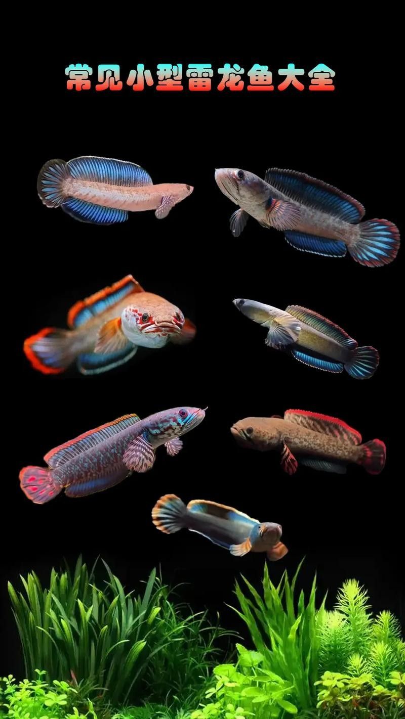 雷龍魚圖畫 雷龍魚圖畫 龍魚百科 第16張