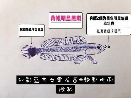 雷龍魚圖畫 雷龍魚圖畫 龍魚百科 第37張