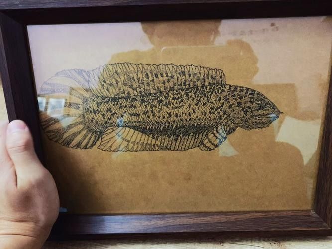 雷龍魚圖畫 雷龍魚圖畫 龍魚百科 第40張
