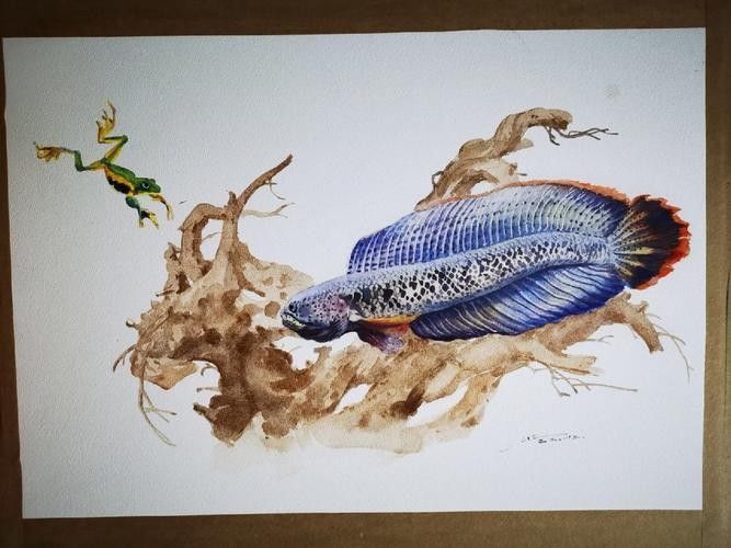 雷龍魚圖畫 雷龍魚圖畫 龍魚百科 第41張