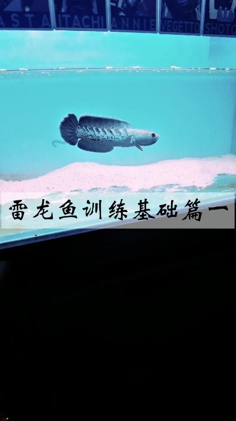 雷龍魚圖畫 雷龍魚圖畫 龍魚百科 第43張