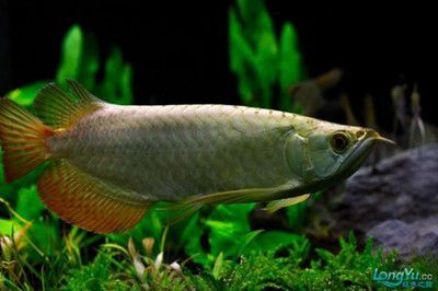 原生金龍魚：原生金龍魚是一種珍貴的淡水觀賞魚，原生金龍魚的保護名單附錄[需手動填充]