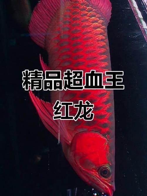 給我提供這三款紅龍的照片