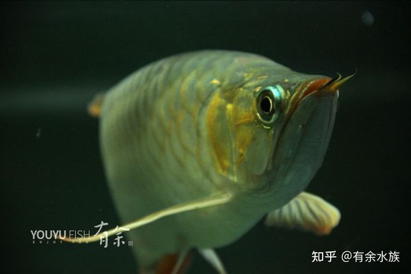 龍魚老是撞缸蓋子：龍魚撞缸蓋子怎么辦