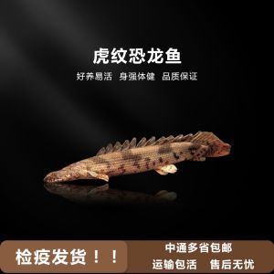 龍魚怎么做檢疫：關于龍魚檢疫的詳細步驟