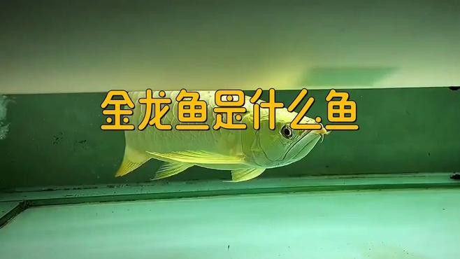 巨骨舌魚是不是金龍魚