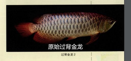 龍魚吃什么食物：成年龍魚日常喂食指南,龍魚人工馴餌技巧分享 龍魚吃什么食物：成年龍魚日常喂食指南,龍魚人工馴餌技巧分享 龍魚百科 第4張