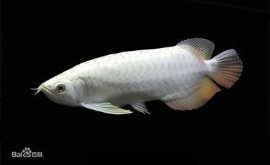龍魚吃什么食物：成年龍魚日常喂食指南,龍魚人工馴餌技巧分享 龍魚吃什么食物：成年龍魚日常喂食指南,龍魚人工馴餌技巧分享 龍魚百科 第3張