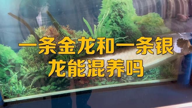 金龍魚與銀龍魚哪個好養 金龍魚與銀龍魚哪個好養 龍魚百科 第3張
