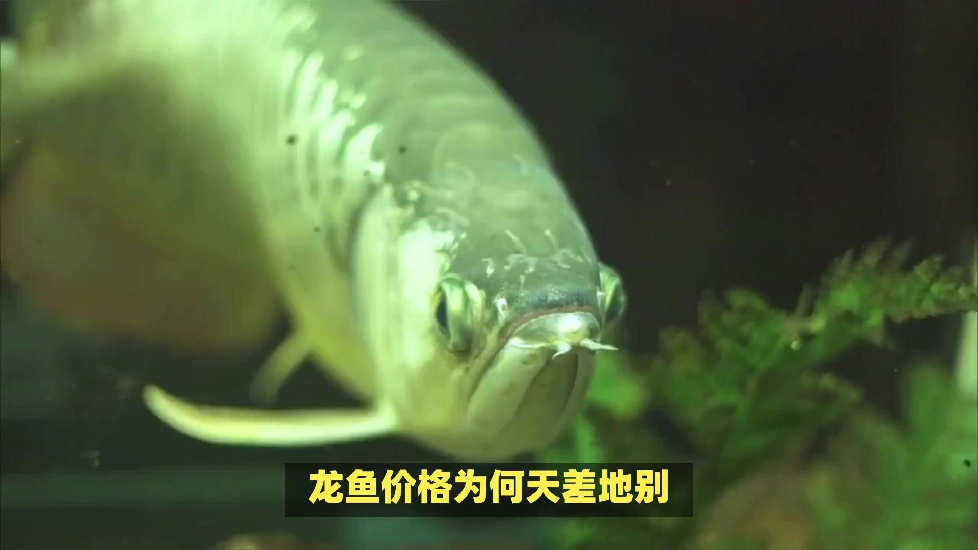 龍魚的市場價格波動大嗎？