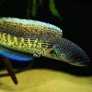 雷龍魚的壽命多長，雷龍魚的壽命受到多種因素影響雷龍魚的壽命受多種因素影響