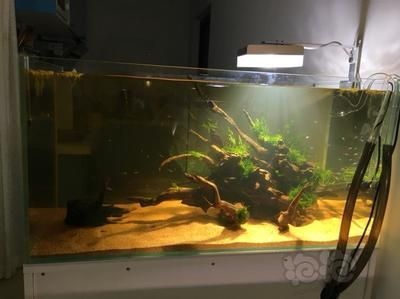 90缸可以養龍魚嗎：90公分的魚缸適合養龍魚嗎