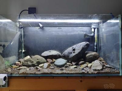 90缸可以養龍魚嗎：90公分的魚缸適合養龍魚嗎