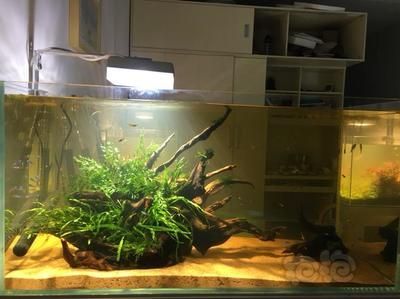 90缸可以養龍魚嗎：90公分的魚缸適合養龍魚嗎