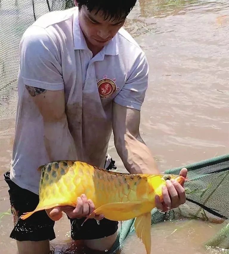 太原個人轉讓紅龍魚店鋪