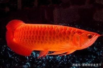 紅龍魚有什么寓意和象征，紅龍魚的寓意和象征