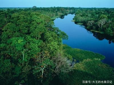 龍魚的發源地在哪里：亞馬遜河龍魚的發源地主要分布在以下幾個地區的地區