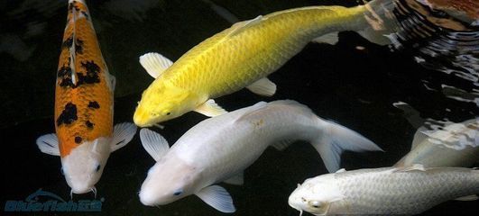 魚缸的水兩天就有味怎么處理（魚缸異味如何快速消除？）