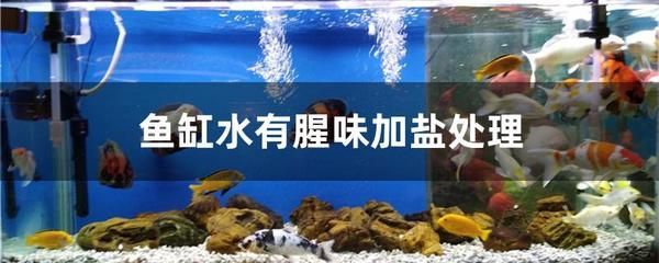 魚缸的水兩天就有味怎么處理（魚缸異味如何快速消除？）