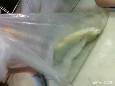 龍魚靜止不動怎么回事：龍魚靜止不動可能由多種原因引起，新魚入缸應(yīng)激反應(yīng)