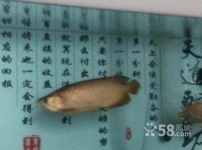 白玉紅龍魚是什么品種（白玉紅龍魚飼養技巧）
