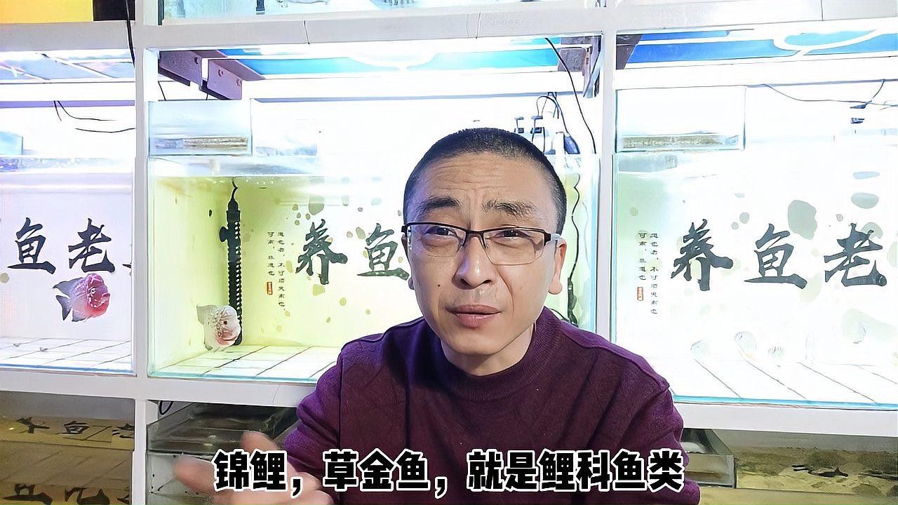 銀龍魚全身發(fā)白是什么原因造成的圖片