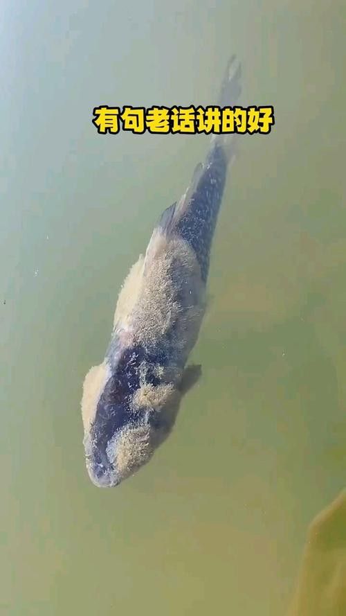 銀龍魚全身發(fā)白是什么原因造成的圖片