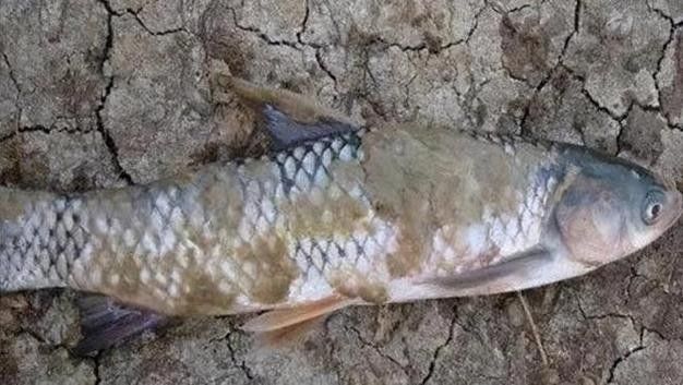 銀龍魚全身發(fā)白是什么原因造成的圖片