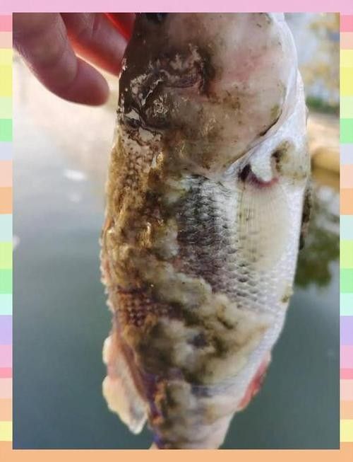 銀龍魚全身發(fā)白是什么原因造成的圖片