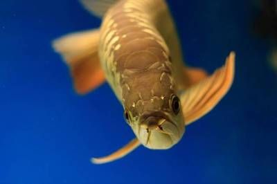 金龍魚缺氧多久還能存活呢【金龍魚在缺氧環境下存活的時間會大打折扣】