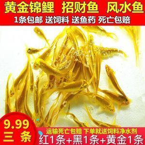 家里10年的龍魚突然死亡寓意【風水學中的龍魚突然死亡的寓意在風水學中的說法并沒有科學依據】