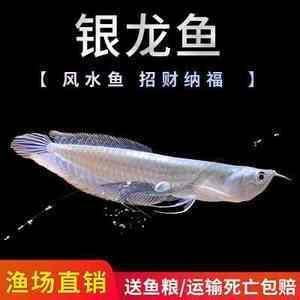 家里10年的龍魚突然死亡寓意【風水學中的龍魚突然死亡的寓意在風水學中的說法并沒有科學依據】