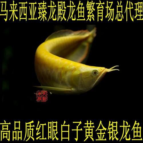 炫彩銀龍魚
