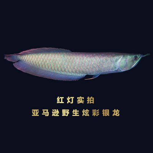 炫彩銀龍魚