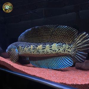 常見雷龍魚品種：常見的雷龍魚品種