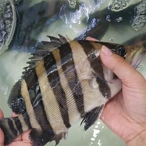 印尼龍魚大掉價（關于印尼龍魚價格變動的分析：印尼龍魚價格變動的分析） 印尼龍魚大掉價（關于印尼龍魚價格變動的分析：印尼龍魚價格變動的分析） 龍魚百科 第2張