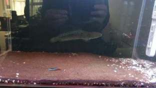 印尼龍魚大掉價（關于印尼龍魚價格變動的分析：印尼龍魚價格變動的分析） 印尼龍魚大掉價（關于印尼龍魚價格變動的分析：印尼龍魚價格變動的分析） 龍魚百科 第4張