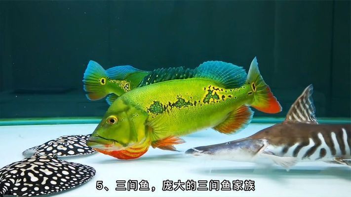 銀板魚苗混養的最佳搭配：銀板魚混養對水質要求 銀板魚苗混養的最佳搭配：銀板魚混養對水質要求 龍魚百科 第2張