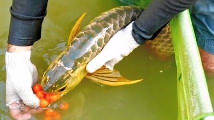 金龍魚抱卵：金龍魚在自然環境中會選擇合適的條件下產卵，金龍魚產卵有什么表現