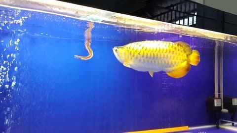 金龍魚抱卵：金龍魚在自然環境中會選擇合適的條件下產卵，金龍魚產卵有什么表現