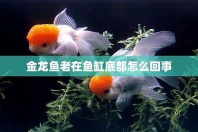 金龍魚爬缸：金龍魚趴缸底是咋回事