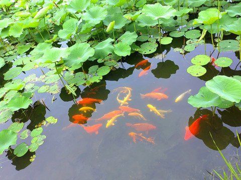 錦鯉昵圖網 錦鯉昵圖網 龍魚百科 第5張