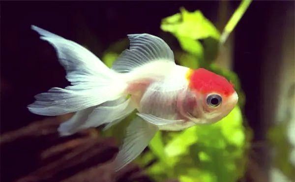 金魚和藍龍魚能一起養嗎