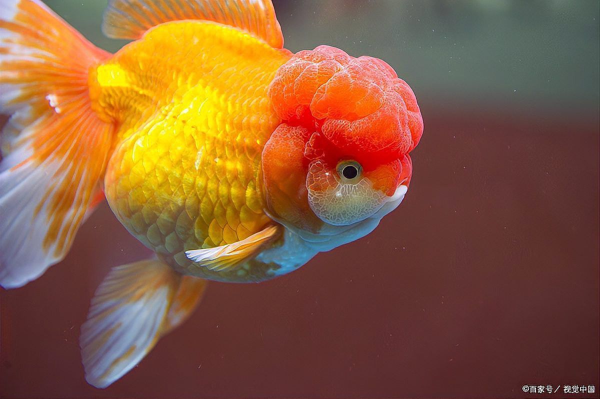 金魚和藍龍魚能一起養嗎