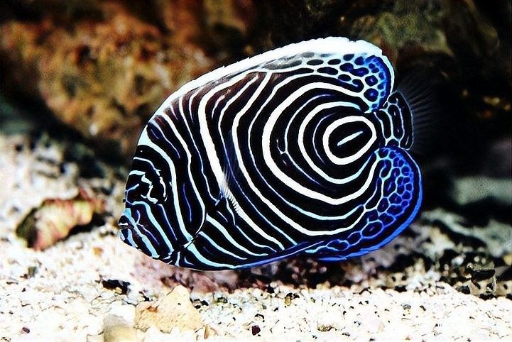龍魚(yú)水霉病怎么治