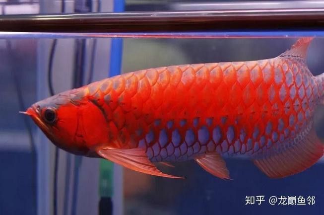 如何區分紅龍純血和普通紅龍？ 如何區分紅龍純血和普通紅龍？ 龍魚百科 第11張